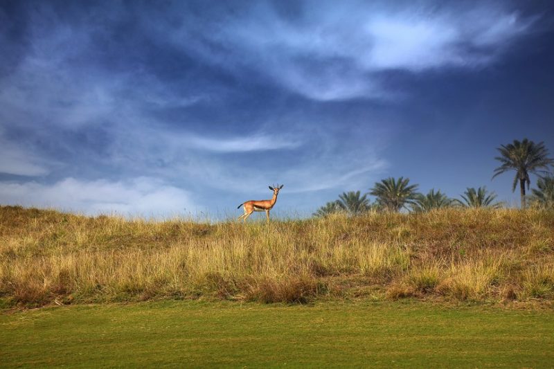 Troon Abu Dhabi Gazelle at Saadiyat