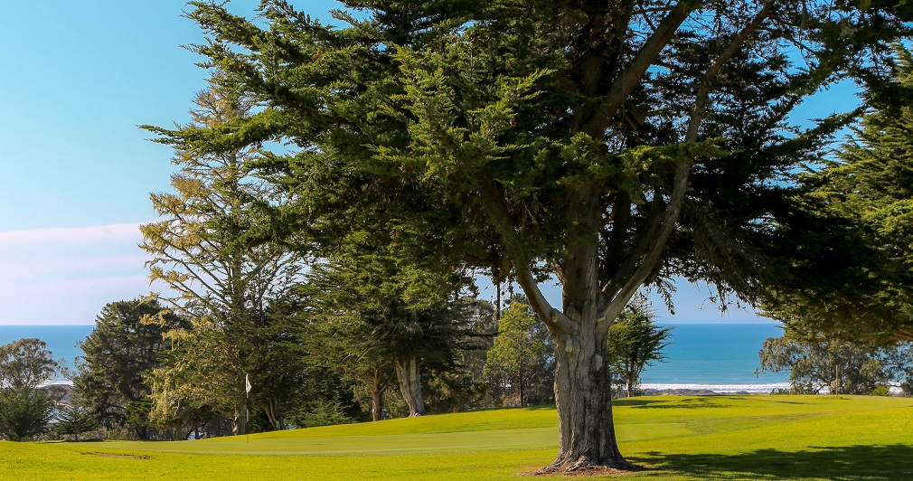 Morro Bay Golf Course big tree Club Caddie